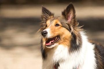 Portrait of a Rough Collie-Shetland sheepdog