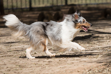 A Border Collie running in the park