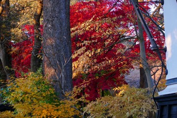 《角館の紅葉》秋田県仙北市