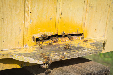 Hives of bees in the apiary