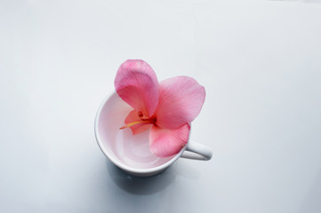 top view of nature soft pink flower in white ceramic hot drink cup