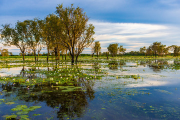 lake in the forest