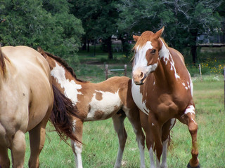 Obraz premium horse in the field