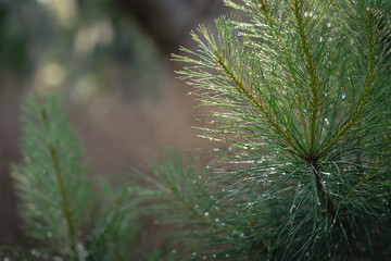 Fall background of young pine trees with morning dew on the needles