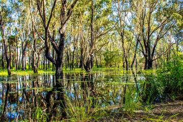 autumn in the forest