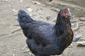 Gallina negra de corral domestica caminando con mirada al frente