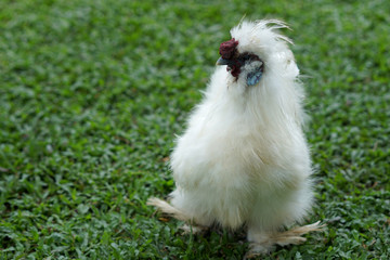 Silkie chicken White On the farm