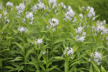 white garden foliage