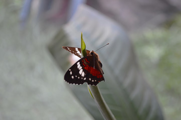 Mariposa Monarca en su habitat natural