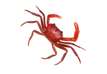 Red land crab (Phricotelphusa limula)(Male) isolated on white background. It's also known as waterfalls crab, native to Phuket Thailand. Rare and protected.