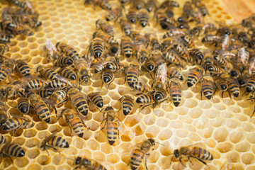 bees on the honeycomb