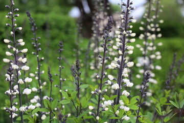 black and white foliage