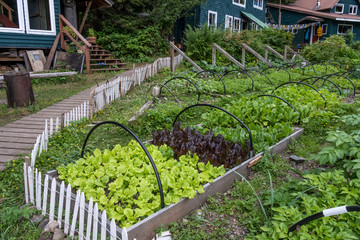 Fototapeta premium Alaska Vegetable Garden