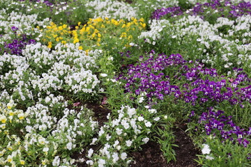 flower field