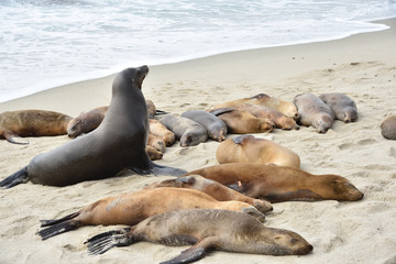 La Jolla beach, San diego, California