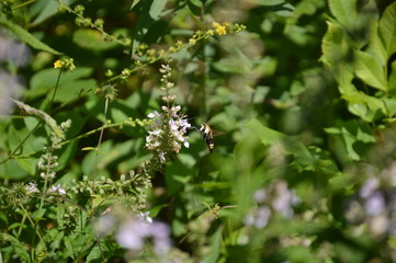 Snowberry Clearwing Moth