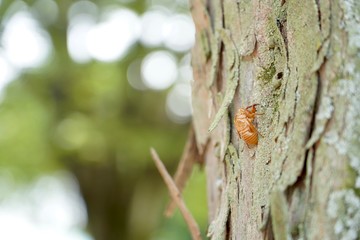 木にとまっているセミの抜け殻