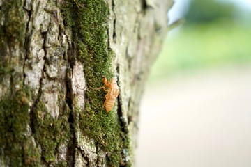 セミの抜け殻〜真ん中〜