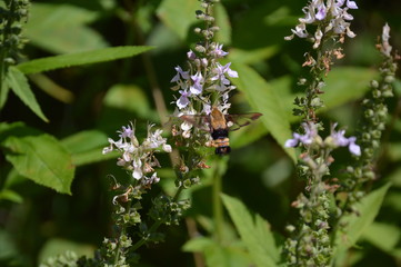 Snowberry Clearwing Moth