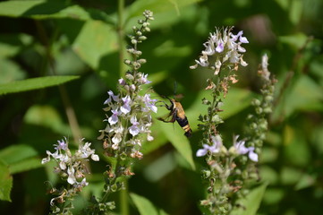 Snowberry Clearwing Moth