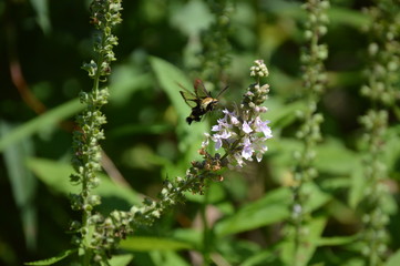 Snowberry Clearwing Moth