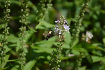 Snowberry Clearwing Moth