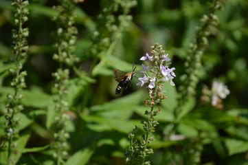 Snowberry Clearwing Moth