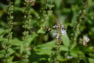 Snowberry Clearwing Moth