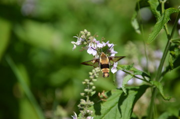 Obraz na płótnie Canvas Snowberry Clearwing Moth