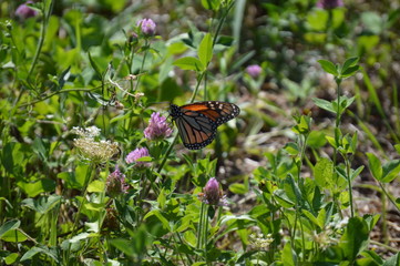 Monarch Butterfly