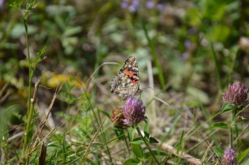 Butterfly Painted Lady