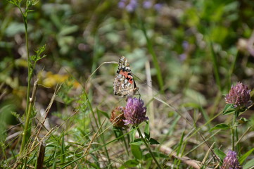 Butterfly Painted Lady