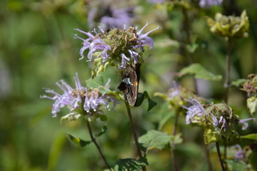 Butterfly Silver-spotted Skipper