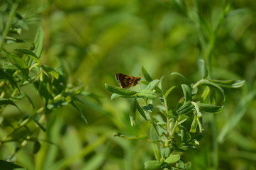 Butterfly Peck's Skipper