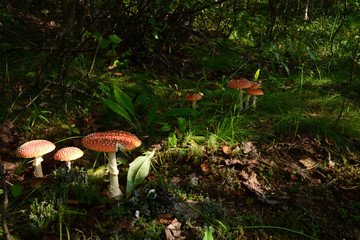 photo beautiful mushroom