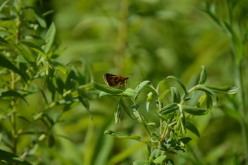 Butterfly Peck's Skipper