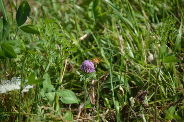 Butterfly Peck's Skipper