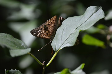 Butterfly Hackberry Emperor