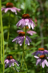 Purple Coneflowers in a Field 