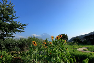 Mt.Fuji and flower field