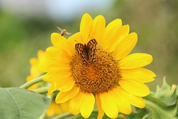 ひまわりとアゲハ蝶