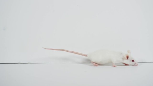 Lab rat in scientific experiments