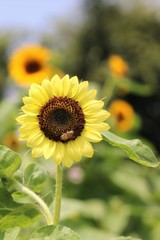 Naklejka premium レモンイエローのひまわり