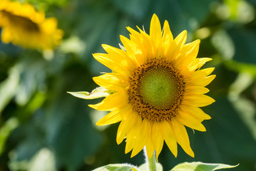 Sunflower Fields