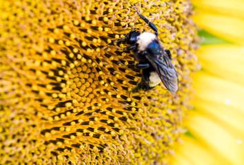 Sunflower Fields