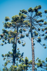 Brazilian araucaria tree