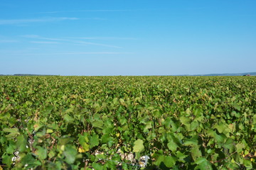 Fototapeta na wymiar Chablis,France-October 16, 2018: Vast plantation of grape or vineyard in Chablis, Bourgogne, in autumn