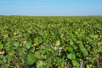 Fototapeta na wymiar Chablis,France-October 16, 2018: Vast plantation of grape or vineyard in Chablis, Bourgogne, in autumn