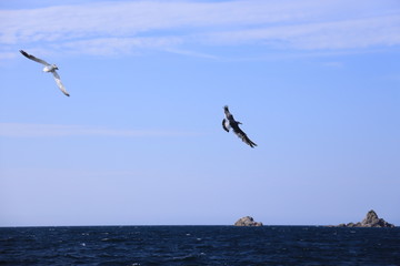 海岸を飛び回るカモメたち