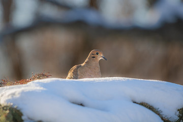 Mourning dove peeking over snow